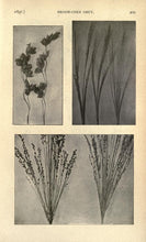Load image into Gallery viewer, Broom Making Sorghum Collection 13 Books on DVD