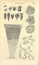 Load image into Gallery viewer, Broom Making Sorghum Collection 13 Books on DVD
