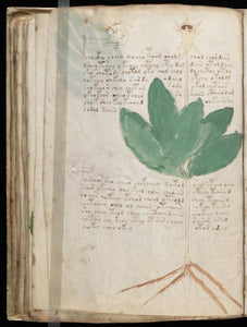 Voynich Manuscript on DVD