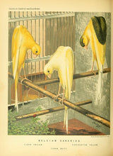 Load image into Gallery viewer, Cage Birds Collection 123 Books on DVD
