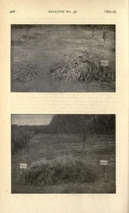 Broom Making Sorghum Collection 13 Books on DVD