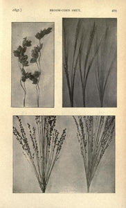 Broom Making Sorghum Collection 13 Books on DVD