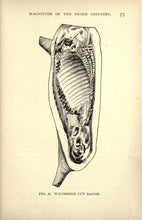 Load image into Gallery viewer, Sausage Meat Preservation Collection 37 Books on DVD