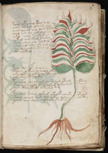 Load image into Gallery viewer, Voynich Manuscript on DVD