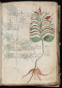 Voynich Manuscript on DVD