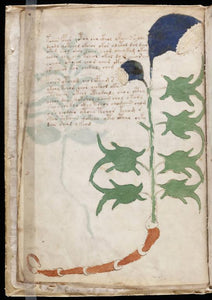 Voynich Manuscript on DVD