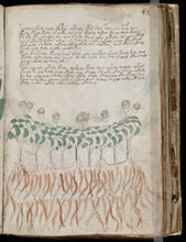 Load image into Gallery viewer, Voynich Manuscript on DVD