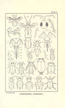 Load image into Gallery viewer, Entomology Collection 301 Books on 2 DVDs