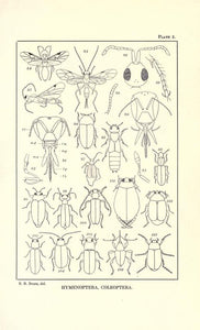 Entomology Collection 301 Books on 2 DVDs